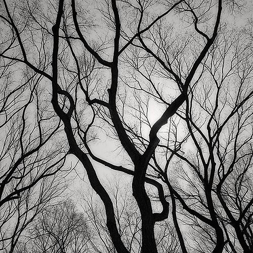Branch Silhouette 3, NYC
2010
gelatin silver print