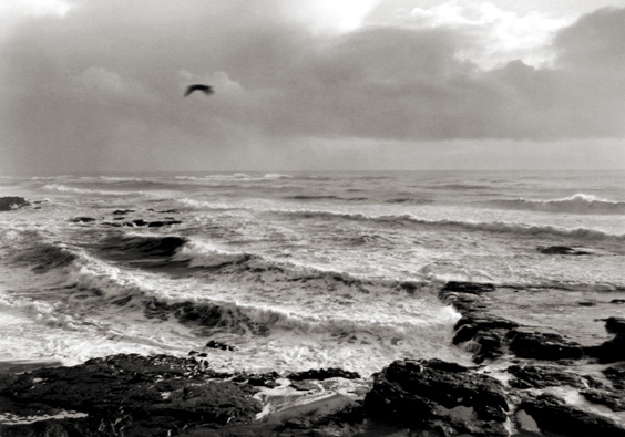 Surf and Bird, Yachats, Oregon
1995
gelatin silver print