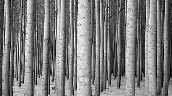 Jeffrey Conley | Winter