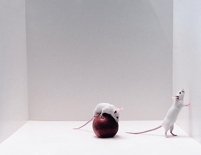  Trap (video still), 2006 
Two channel video, 20 minutes, continuous loop
  View More  ➤ 