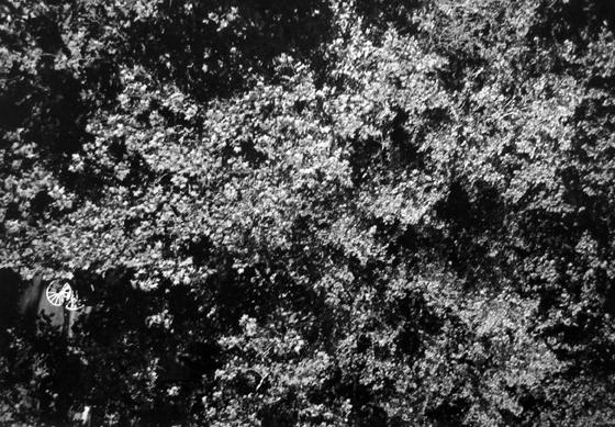 Untitled, Malaga, Spain [carriage wheel through trees]
1975
vintage gelatin silver print