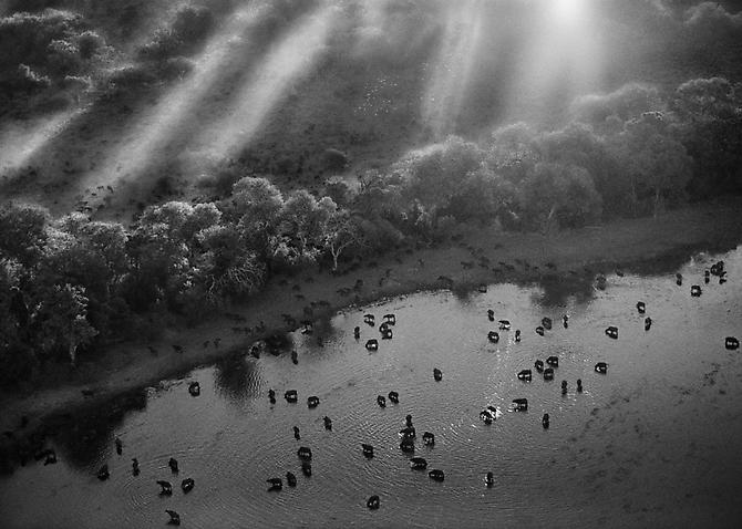 African buffalo herd in the Okavango Delta, Botswana
2007
gelatin silver print