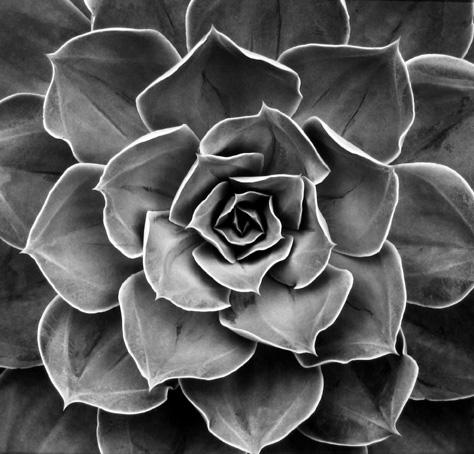 Succulent: Echeveria Subrigida Hybrid, California
1968
gelatin silver print