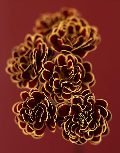 Primula 'Elizabeth Killelay'
2007
pigment print