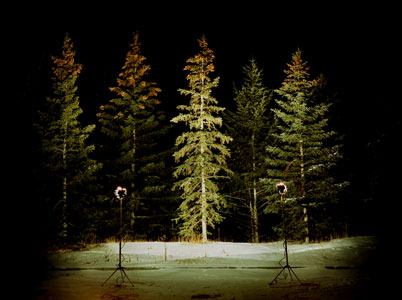 DOUGLAS FIR 2 | C-PRINT | 30 X 40 INCHES | 2002