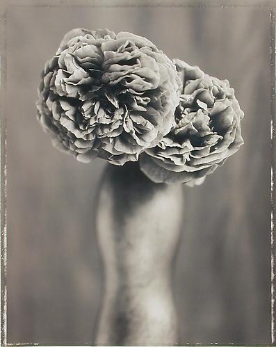 Rosa 'Jacoba'
1999
sepia-toned gelatin silver print