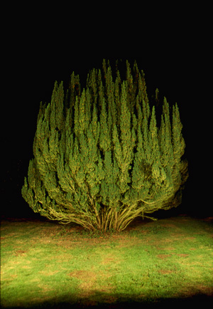 YEW 1 | YEW PORTRAITS | CIBACHROME PRINT | 8 X 12 INCHES | 2000