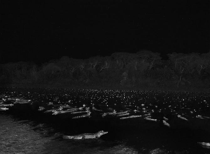 Yacare caimans in Pantanal, a tropical wetland, one of the world's largest wetland of any kind, State of Mato Grosso, Brazil
2011
gelatin silver print