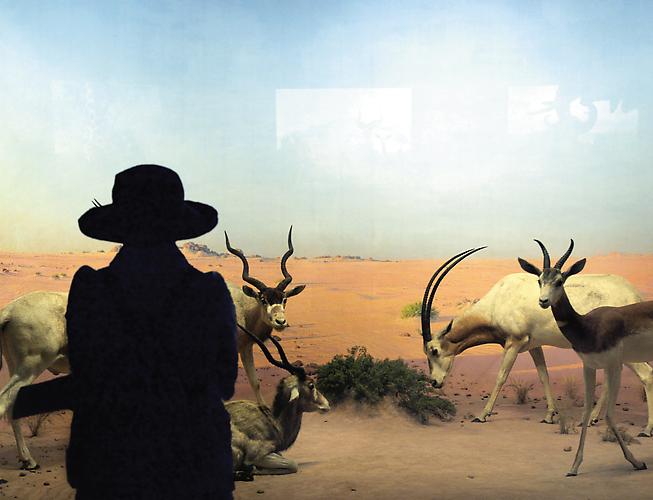  Natural History XVIII , 2009
C-print, 20 x 30 in.
 View More ➤ 