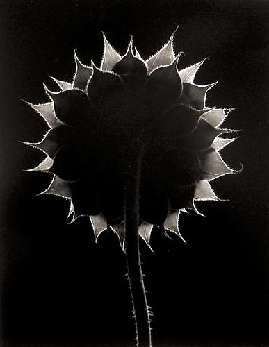 Sunflower Face, Winthrop, Massachusetts
1965
gelatin silver print