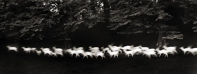 Running White Deer, County Wicklow, Ireland
1967
gelatin silver print