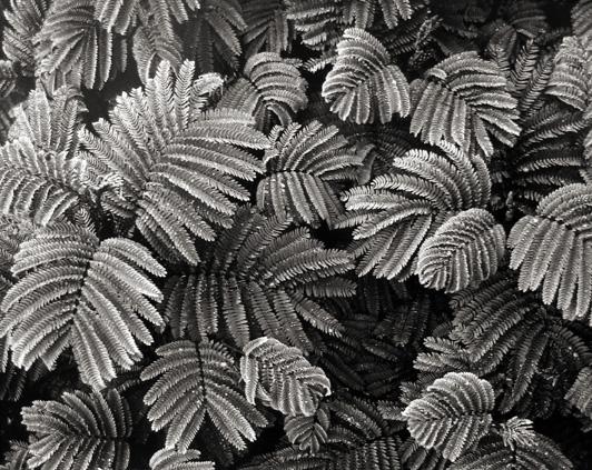 Albizza Distachya and Rain, San Francisco
1961
gelatin silver print