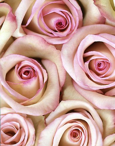 Rosa 'Vogue'
2005
pigment print