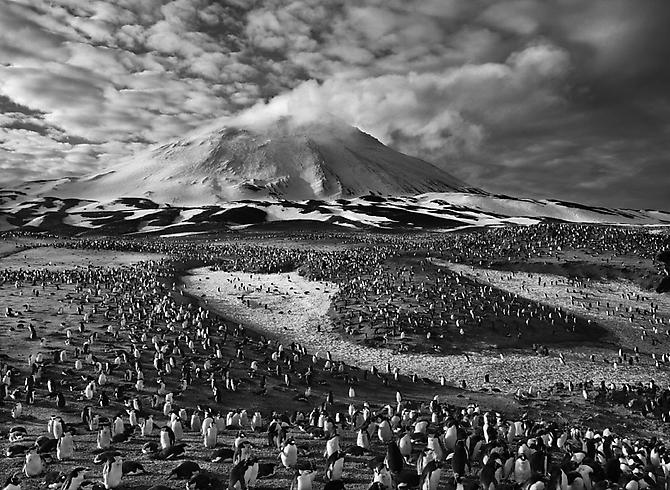 Macaroni Penguins in Zavodovski Island, The Sandwich Islands
2009
gelatin silver print