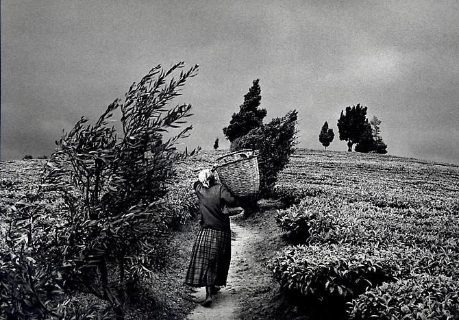 In the hills of Moko at the Gisovo tea plantation, Rwanda
1991
gelatin silver print