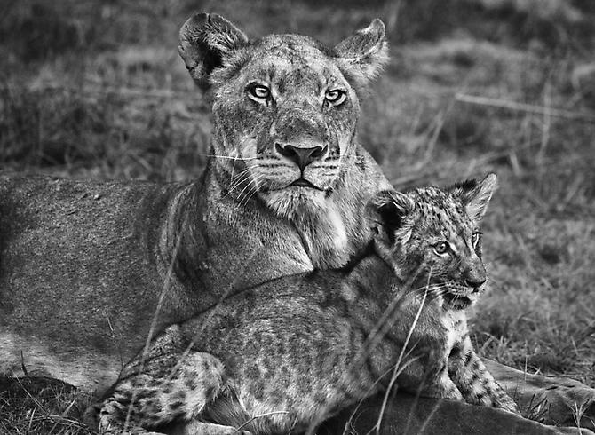 Kafue National park, Zambia [lioness & cub]
2010
gelatin silver print