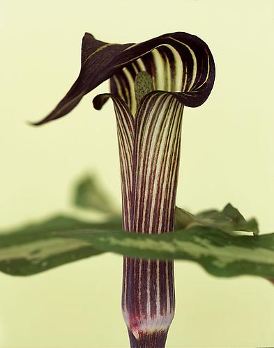 Arisaema Angustatum
2005
pigment print