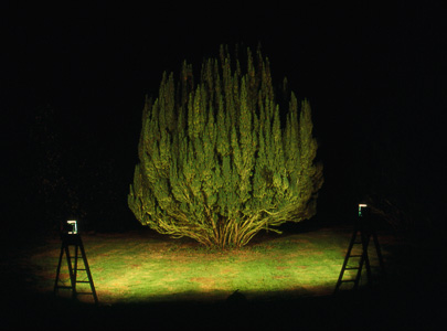 YEW 4 | YEW PORTRAITS | CIBACHROME PRINT | 8 X 12 INCHES | 2000