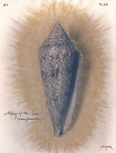 Glory-of-the-Sea Cone
2004
toned cyanotype with hand coloring