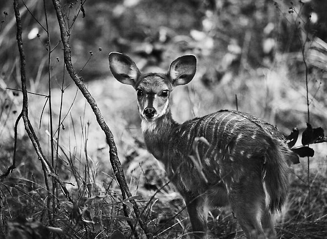 Kafue National Park, Zambia [deer]
2010
gelatin silver print
