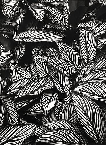 Calathea Vittata, Oahu
1977
gelatin silver print