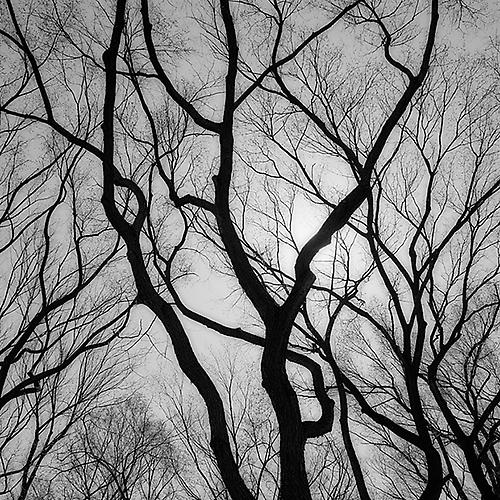 Branch Silhouette III, New York City
2005