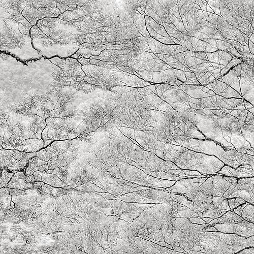 Forest, Tasman Coast, NZ
2011
gelatin silver print