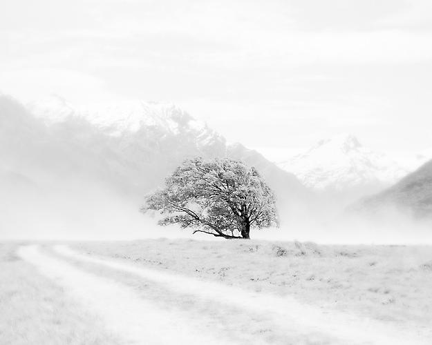 Dust Storm and Tree, NZ
2011
gelatin silver print