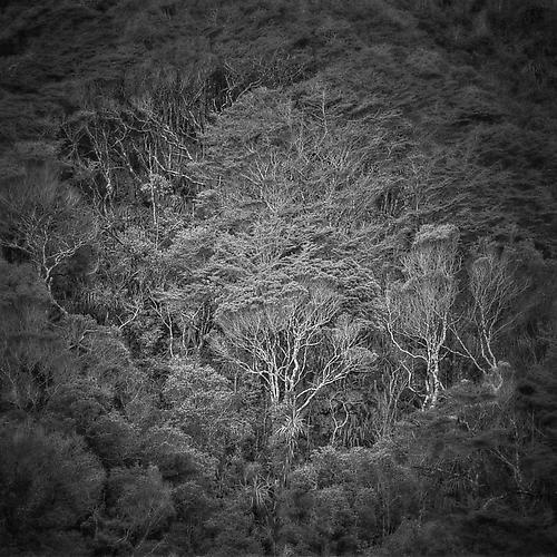 Hillside, Tasman Coast, NZ
2011
gelatin silver print