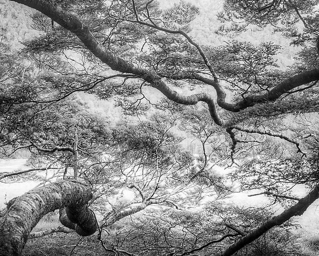 Reaching Branches, Fiordland, NZ
2011
gelatin silver print