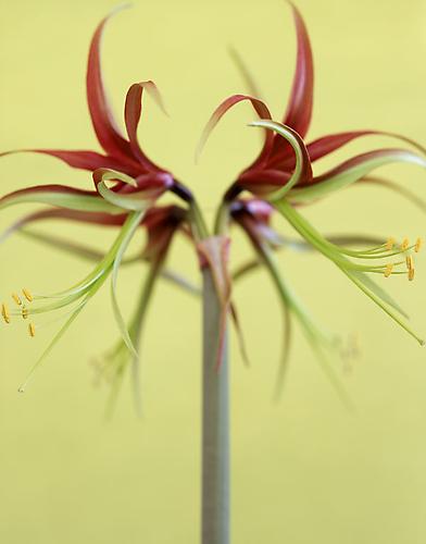 Hippeastrum "Chico"
2007
pigment print