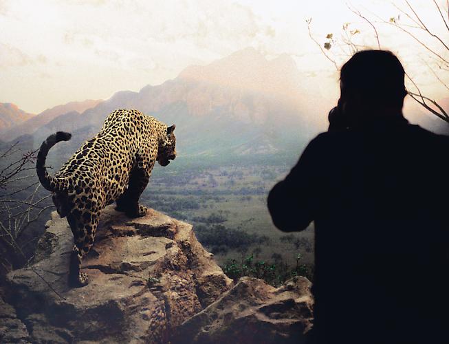  LISELOT VAN DER HEIJDEN
Natural History II, 2004 
C-print mounted between aluminum and Plexiglas
20 x 29 ½ in., edition of 5