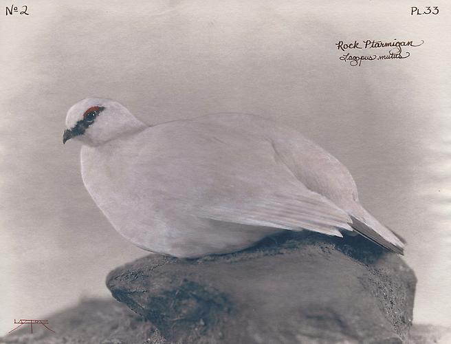 Rock Ptarmigan
2004
toned cyanotype with hand coloring