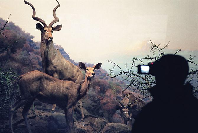  LISELOT VAN DER HEIJDEN
Natural History III, 2004 
C-print mounted between aluminum and Plexiglas
20 x 29 ½ in., edition of 5