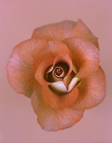 Rosa 'Leonidas'
2004
pigment print