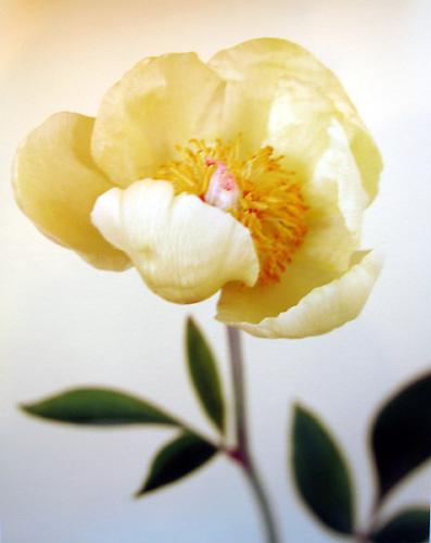Paeonia mlokosewitschii
2006
pigment print