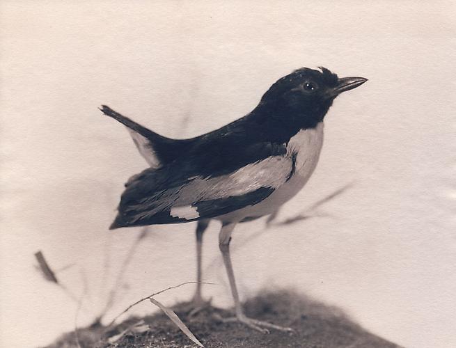 Ivory-Breasted Pitta
2004
toned cyanotype with hand coloring