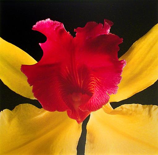 Robert Mapplethorpe, Orchid, 1989.
Dye Transfer Photograph, 21 1/2 x 22 1/5 inches.