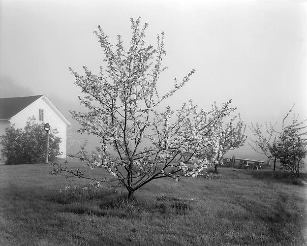 Young Stayman Winesap in Bloom
circa 1985
gelatin silver print
