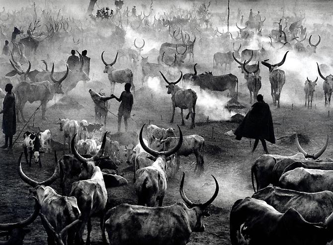 Southern Sudan [Dinka cattle camp of Amak at the end of the day when the herd is back in the camp for the night.  This is the most active time in the camp]
2006
gelatin silver print