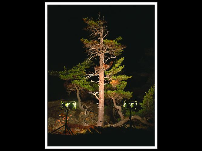 EASTERN WHITE PINE #2 | ILLUMINATED LANDSCAPES | LIGHTJET PRINTS, FUJI CRYSTAL ARCHIVE PAPER | 47 X 60 INCHES | 2005