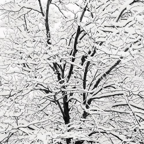 Snow Covered Branches
2005