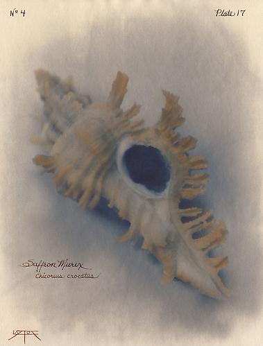 Saffron Murex
2003
toned cyanotype with hand coloring