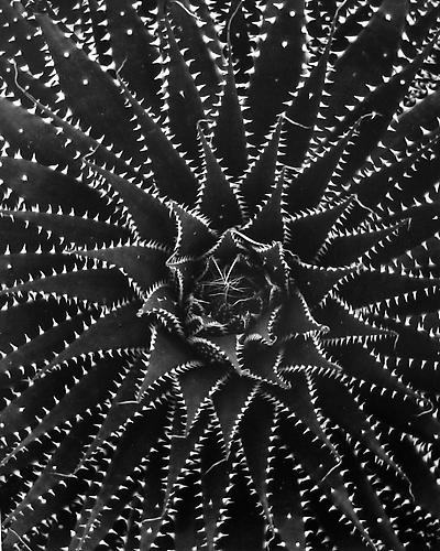 Succulent: Agave Victoriae-Reginae, Mexico
1975
gelatin silver print