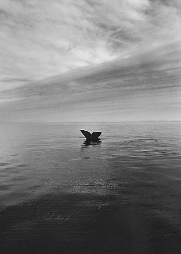 Adelita Peninsula Valdes, Atlantic Coast of Patagonia, Argentina [whale's tail]
2004
gelatin silver print