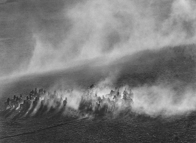 Okavange Delta, Zebras in dust field, Botswana, Africa
2007
gelatin silver print