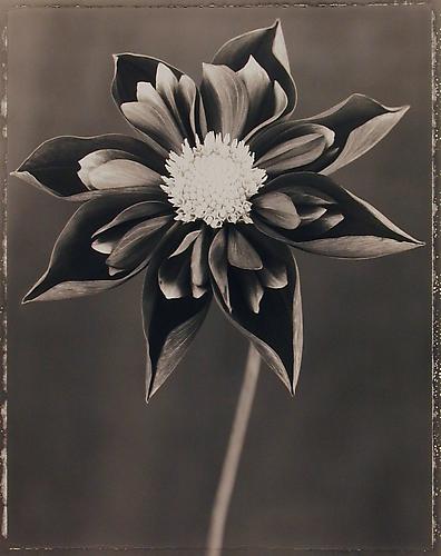 Dahlia, Collarette 'Mars'
sepia-toned gelatin silver