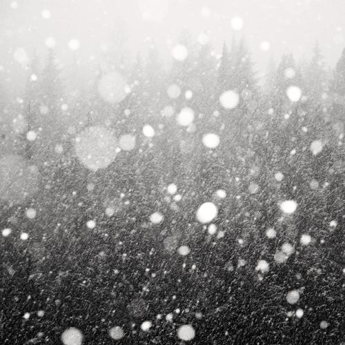 Forest and Falling snow
2006
gelatin silver print