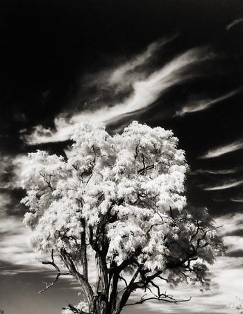 Tree and Clouds, Rochester, New York, Portfolio One
1958
gelatin silver print