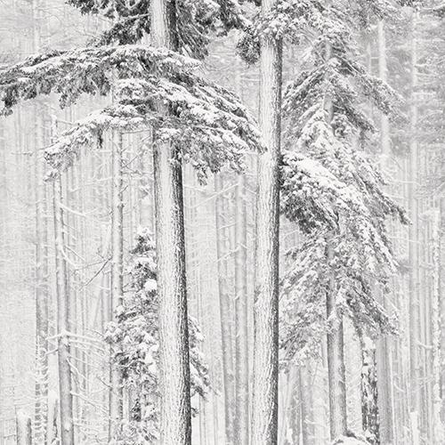 Near Santiam Pass 
2009
gelatin silver print